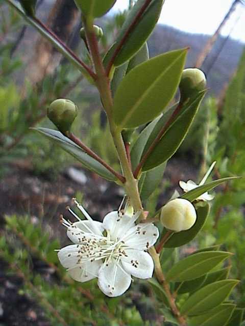 Mirto?  No, Lentisco   (Pistacia lentiscus - Sapindales  Anacardiaceae)